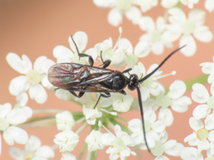 Microgastrinae