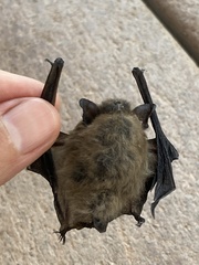 Myotis