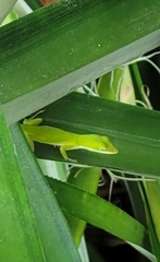 Anolis carolinensis