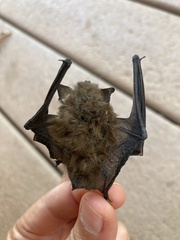 Myotis