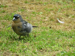 Fringilla coelebs moreletti