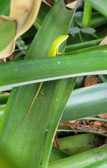 Anolis carolinensis