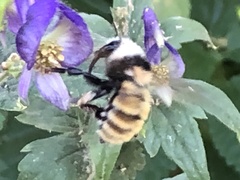 Bombus appositus