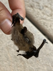 Myotis