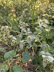 Pycnanthemum muticum