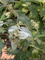 Pycnanthemum muticum