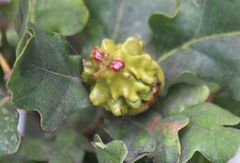 Andricus quercuscalicis