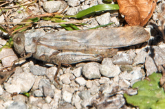 Dissosteira carolina