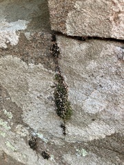 Tortula muralis