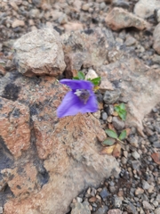 Campanula lasiocarpa