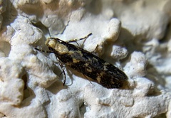 Gelechiinae