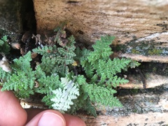 Myriopteris gracilis