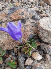 Campanula lasiocarpa