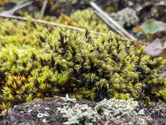 Racomitrium lanuginosum
