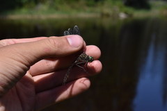 Cordulia shurtleffii