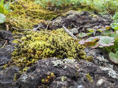 Racomitrium lanuginosum