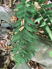 Dryopteris marginalis
