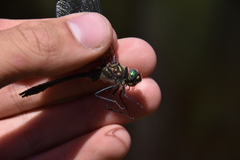 Cordulia shurtleffii