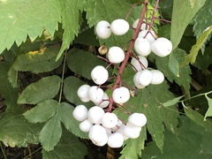 Actaea rubra neglecta