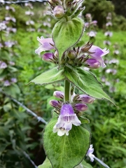 Penstemon perfoliatus