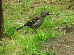 Fringilla coelebs moreletti
