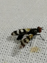 Ceroxys urticae