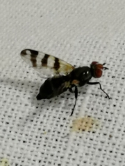 Ceroxys urticae