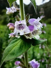 Penstemon perfoliatus