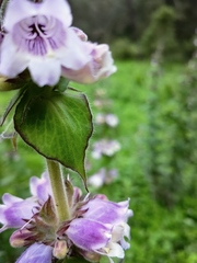 Penstemon perfoliatus