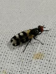 Ceroxys urticae