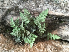 Myriopteris gracilis