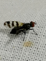 Ceroxys urticae