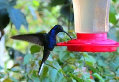 Campylopterus hemileucurus