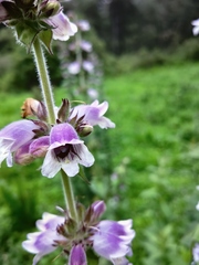 Penstemon perfoliatus