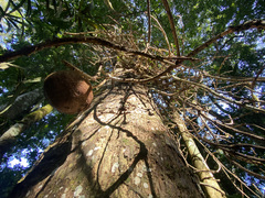 Couroupita guianensis