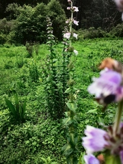 Penstemon perfoliatus