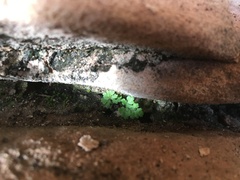 Myriopteris gracilis