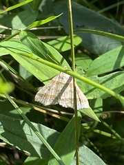 Phalaenophana pyramusalis