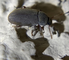 Blapstinus