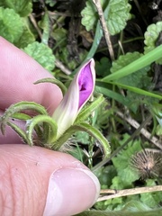 Ipomoea hederacea