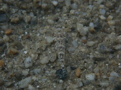 Pomatoschistus marmoratus
