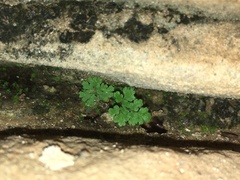 Myriopteris gracilis