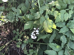 Actaea rubra neglecta