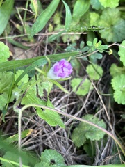 Ipomoea hederacea