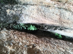 Myriopteris gracilis