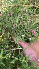 Epilobium coloratum