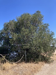Quercus parvula