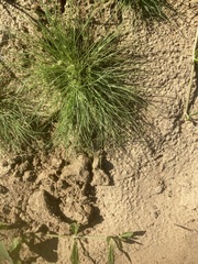 Fimbristylis vahlii