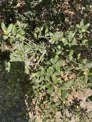 Quercus parvula