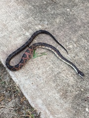 Pantherophis obsoletus